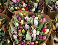 Mehrere bunte Tulpensträuße, in braunem Papier verpackt, liegen aufgereiht zum Verkauf auf einem Blumenmarkt.