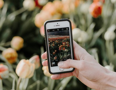 Eine Person hält ein Smartphone und fotografiert ein farbenfrohes Tulpenfeld in voller Blüte.